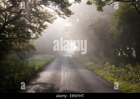 Nebligen Herbstmorgen mit Bäume säumen die ruhigen Landstraße in Compton Bassett, in der Nähe von Calne, Wiltshire, England, UK Stockfoto