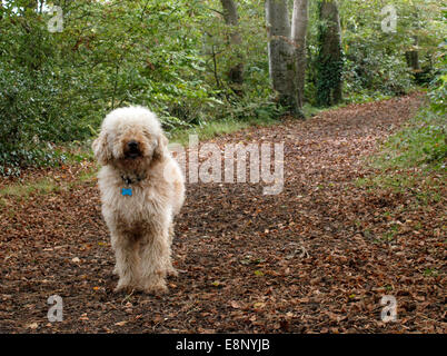 Lagotto Romagnolo Hund auf einem Waldweg im Herbst, Fremington, Devon, Großbritannien Stockfoto