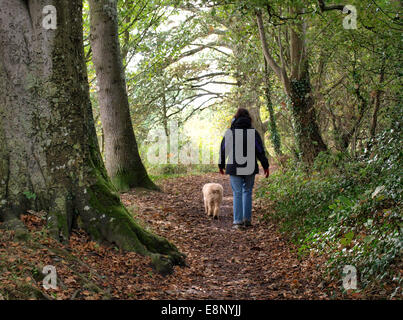 Dogwalker auf einem Waldweg im Herbst, Fremington, Devon, UK Stockfoto