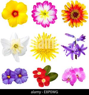 Bunte Blumen-Ausschnitte Stockfoto