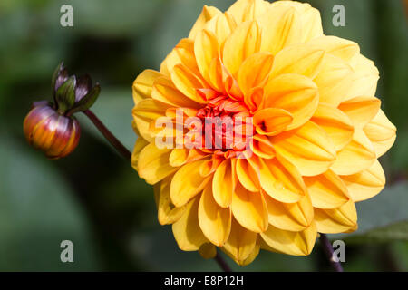 Blüte und Knospe von Dahlia "David Howard" Stockfoto
