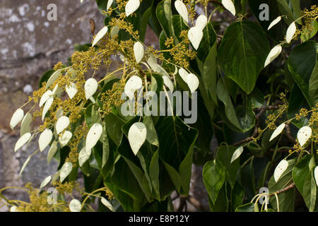 Weiße Hochblätter werben die kleinen fruchtbaren Blüten des immergrünen Kletterers, Schizophragma integrifolium Stockfoto