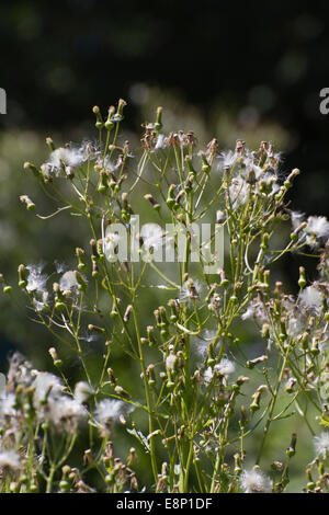 Nahaufnahme einer Hauptverbreitungsgebiet Pflanze mit flauschigen weißen Samen und Früchte im Spätsommer Stockfoto