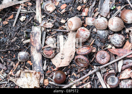 Eicheln verstreut auf einem Waldboden. Stockfoto