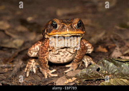 Stock-Kröte (Bufo Marinus), Familie wahre Kröten (Bufo), Tambopata National Reserve, Madre De Dios, Peru Stockfoto