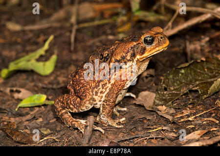 Stock-Kröte (Bufo Marinus), Familie wahre Kröten (Bufo), Tambopata National Reserve, Madre De Dios, Peru Stockfoto