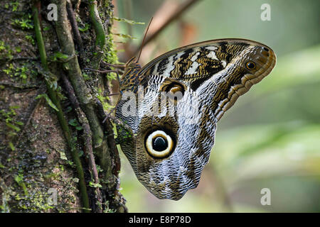 Eule Schmetterling (Caligo Eurilochus), Pinsel-footed Schmetterling Familie (Nymphalidae), Tambopata National Reserve, Madre De Dios, Peru Stockfoto