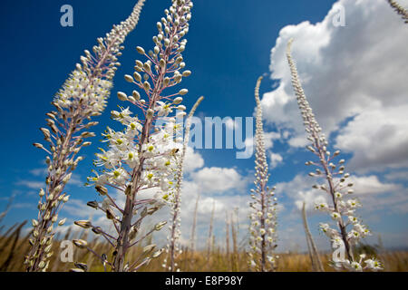 Blühenden Meer Blaustern (Drimia Maritima) Israel, Carmel Berg, Herbst September Stockfoto