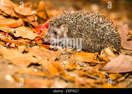 Östliche Europäische Igel, Erinaceus Concolor, Israel. Der Igel ist ein Allesfresser und ist bekannt dafür, eine Vielzahl von Inv Essen Stockfoto