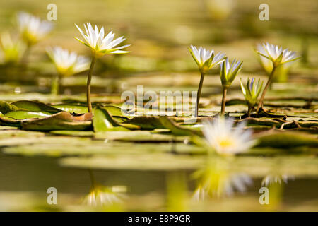 Nymphaea Caerulea, bekannt in erster Linie als blaue Lotus (oder ägyptischen Lotusblume), aber auch blaue Seerose (oder blauen ägyptischen Wasserlilie Stockfoto