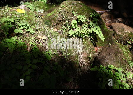 Südlichen tausend Farn (Venushaarfarns Capillus-Veneris) und Moos auf einem Felsen. Fotografiert in Amud Stream, Israel Stockfoto