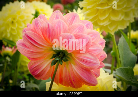 Pfirsich farbigen Dahlien von hinten Stockfoto