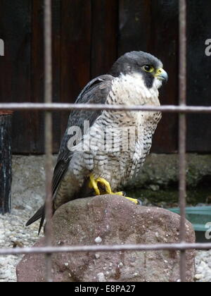 Kantzheim, Frankreich. 3. August 2014. Ein Wanderfalke, abgebildet auf der Volerie des Aigles in Kantzheim, Frankreich, 3. August 2014. Foto: Beate Schleep/Dpa/Alamy Live News Stockfoto