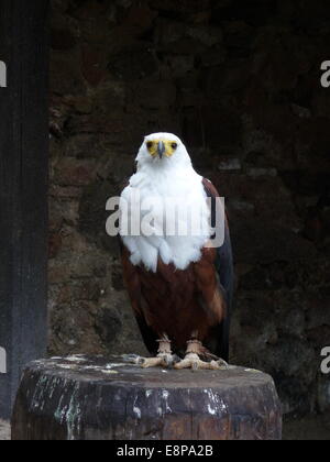 Kantzheim, Frankreich. 3. August 2014. Ein afrikanischer Fischadler abgebildet auf der Volerie des Aigles in Kantzheim, Frankreich, 3. August 2014. Foto: Beate Schleep/Dpa/Alamy Live News Stockfoto