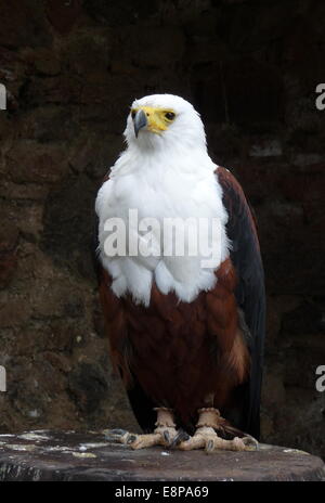 Kantzheim, Frankreich. 3. August 2014. Ein afrikanischer Fischadler abgebildet auf der Volerie des Aigles in Kantzheim, Frankreich, 3. August 2014. Foto: Beate Schleep/Dpa/Alamy Live News Stockfoto