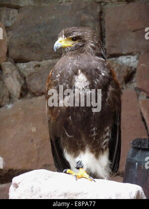 Kantzheim, Frankreich. 3. August 2014. Ein Harris Hawk, abgebildet auf der Volerie des Aigles in Kantzheim, Frankreich, 3. August 2014. Foto: Beate Schleep/Dpa/Alamy Live News Stockfoto