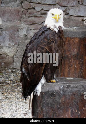 Kantzheim, Frankreich. 3. August 2014. Ein Weißkopfseeadler, abgebildet auf der Volerie des Aigles in Kantzheim, Frankreich, 3. August 2014. Foto: Beate Schleep/Dpa/Alamy Live News Stockfoto