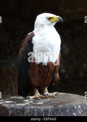 Kantzheim, Frankreich. 3. August 2014. Ein afrikanischer Fischadler abgebildet auf der Volerie des Aigles in Kantzheim, Frankreich, 3. August 2014. Foto: Beate Schleep/Dpa/Alamy Live News Stockfoto