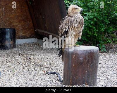 Kantzheim, Frankreich. 3. August 2014. Ein Tawny Adler, abgebildet auf der Volerie des Aigles in Kantzheim, Frankreich, 3. August 2014. Foto: Beate Schleep/Dpa/Alamy Live News Stockfoto