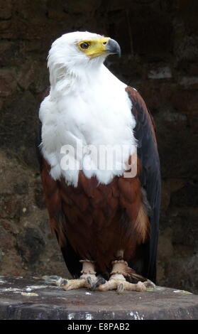 Kantzheim, Frankreich. 3. August 2014. Ein afrikanischer Fischadler abgebildet auf der Volerie des Aigles in Kantzheim, Frankreich, 3. August 2014. Foto: Beate Schleep/Dpa/Alamy Live News Stockfoto