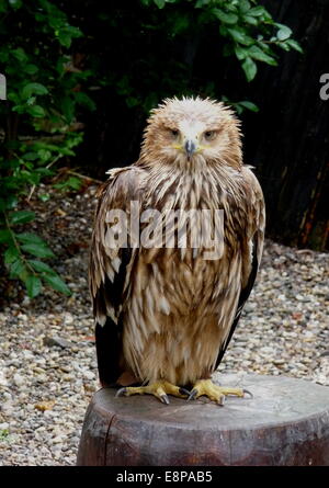 Kantzheim, Frankreich. 3. August 2014. Ein Tawny Adler, abgebildet auf der Volerie des Aigles in Kantzheim, Frankreich, 3. August 2014. Foto: Beate Schleep/Dpa/Alamy Live News Stockfoto