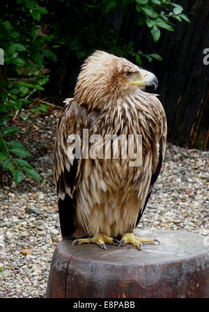 Kantzheim, Frankreich. 3. August 2014. Ein Tawny Adler, abgebildet auf der Volerie des Aigles in Kantzheim, Frankreich, 3. August 2014. Foto: Beate Schleep/Dpa/Alamy Live News Stockfoto