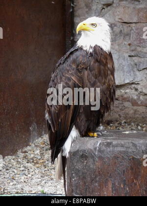 Kantzheim, Frankreich. 3. August 2014. Ein Weißkopfseeadler, abgebildet auf der Volerie des Aigles in Kantzheim, Frankreich, 3. August 2014. Foto: Beate Schleep/Dpa/Alamy Live News Stockfoto