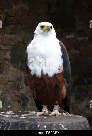 Kantzheim, Frankreich. 3. August 2014. Ein afrikanischer Fischadler abgebildet auf der Volerie des Aigles in Kantzheim, Frankreich, 3. August 2014. Foto: Beate Schleep/Dpa/Alamy Live News Stockfoto