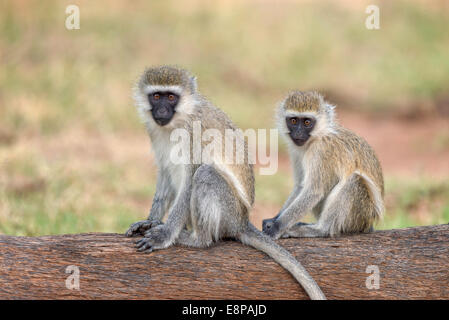 Black-Faced Vervet Affen sitzen auf einem Baumstamm vor der Kamera Stockfoto