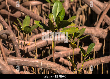 Mangroven im Cape Range National Park Stockfoto