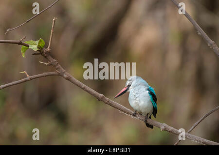 Woodland Kingfisher thront auf einem kleinen Zweig Stockfoto