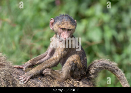 Baby-Olive Baboon auf Mutters Rücken reiten Stockfoto