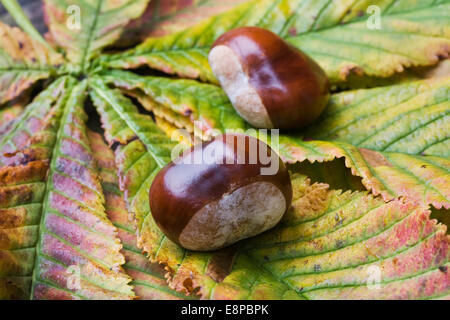 Aesculus Hippocastanum. Zwei Kastanien auf den Blättern. Stockfoto