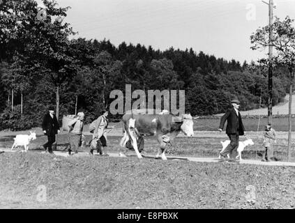 Das Bild des Nazi-Nachrichtendienstes zeigt Sudetenland Deutsche Männer, Frauen und Kinder mit ihren Tieren, nachdem sie im September 1938 aus der Tschechoslowakei geflohen waren, wobei der Ort unbekannt war. Der ursprüngliche Propagandatext der Nazis auf der Rückseite des Bildes lautet: "Nur wenige Bauern und Landstreicher konnten ihre einzige Kuh und ihre Ziegen vor den tschechischen Anschlägen retten und sie über die Grenze bringen. Die meisten Bauern mussten ihre Rinder aus den Scheunen vertreiben und sie sich selbst überlassen, damit sie vor der tschechischen Wut fliehen konnten." Fotoarchiv für Zeitgeschichtee - KEIN KABELDIENST Stockfoto