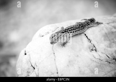 Leopard Gecko Eidechse auf Felsen Stockfoto