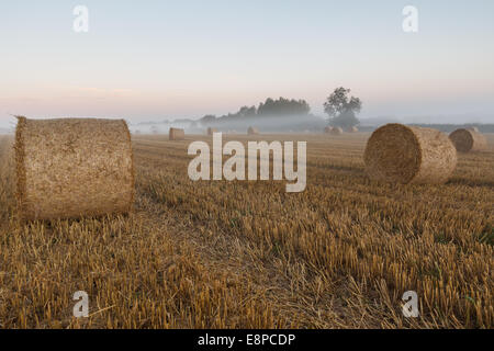 Heu-Kautionen an einem nebligen Morgen eingefangen. Stockfoto