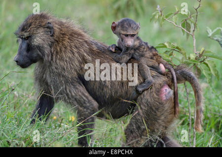 Mutter Olive Baboon walking mit Baby auf dem Rücken reiten Stockfoto