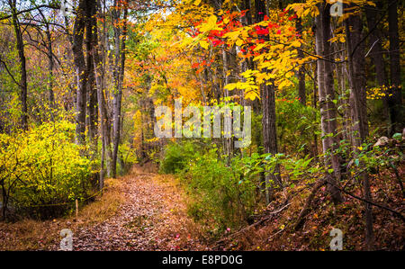 Autumn colors along a trail in Nixon Park, near York, Pennsylvania. Stockfoto