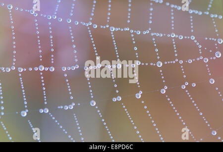 Nahaufnahme von einem Spinnennetz mit Tautropfen Stockfoto