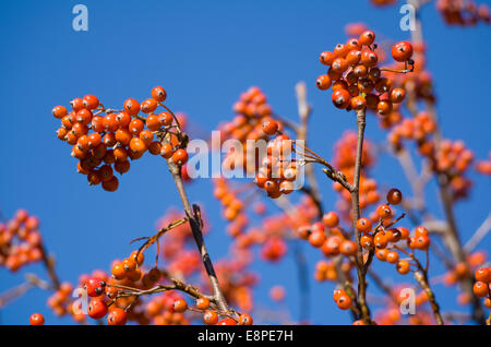 Red Mountain Ash mit blauem Himmel Hintergrund Closeup Stockfoto