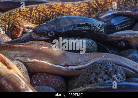 Frisch gefangener Fisch (Moray) am Strand in Alicudi (Äolische Inseln) Stockfoto