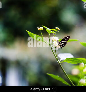 Eine gemeinsame Mormone Schmetterling ruht auf einer Anlage Stockfoto