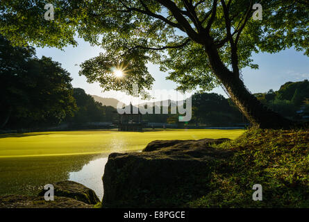 Blick auf einen grünen japanischen Teich und Baum. Sagi Ike Pond in Nara, Japan früh an einem Sommermorgen. Ukimido Pavillon sichtbar in der Mitte des Teiches Stockfoto