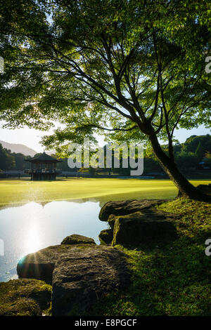 Blick auf einen grünen japanischen Teich und Baum. Sagi Ike Pond in Nara, Japan früh an einem Sommermorgen. Ukimido Pavillon sichtbar in der Mitte des Teiches Stockfoto