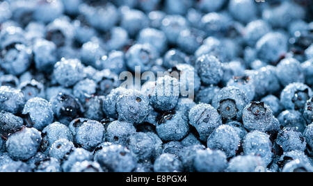 Frische geerntete Heidelbeeren für als Hintergrundbild verwenden Stockfoto