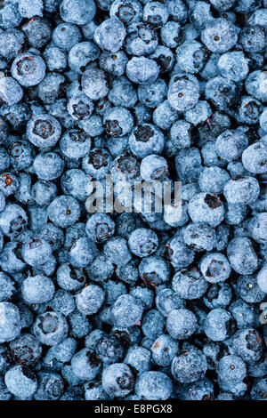 Frische geerntete Heidelbeeren für als Hintergrundbild verwenden Stockfoto