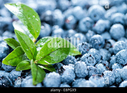 Frische geerntete Heidelbeeren für als Hintergrundbild verwenden Stockfoto