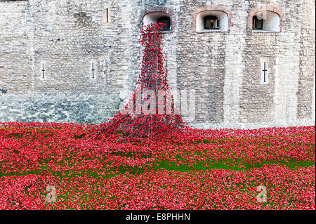 Keramik Mohn in den Graben rund um den Tower of London, London, UK. Die Mohnblumen sind ein Denkmal für die gefallenen im 1. Weltkrieg Stockfoto