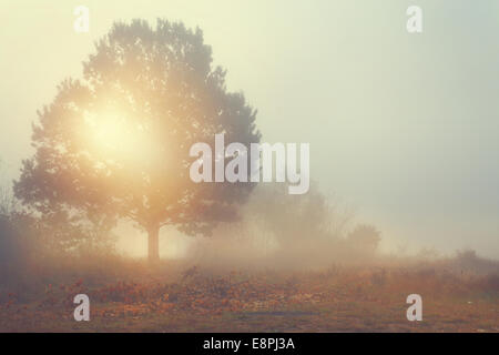 Herrliche Aussicht auf nebligen Morgen - einsame Baum auf der Waldwiese Stockfoto