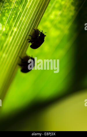 Zwei Marienkäfer (Coleomegilla Maculata) auf einem Parasitoiden Kokon (Dinocampus Coccinellae) wie auf einem Blatt in einem Maisfeld. Stockfoto